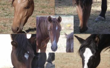 We are looking for homes for 11 displaced Alpine wild horses!