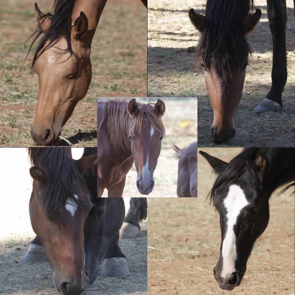 We are looking for homes for 11 displaced Alpine wild horses!
