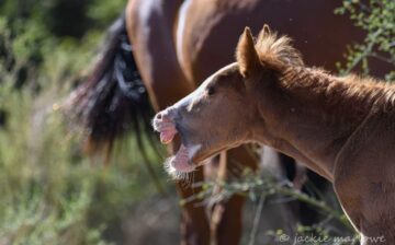 How can u not “fall” for our newest Salt River wild horse?