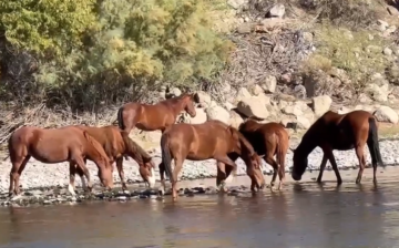 Cori’s band, with moma Acacia second from the left and lead stallion Cilantro watchful on the bank.