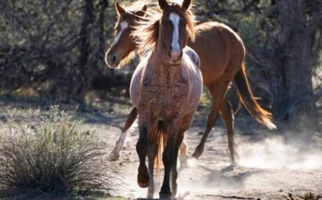 12 News: Lawsuit against US Forest Service over Salt River wild horses dismissed