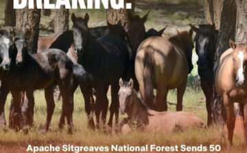 Apache Sitgreaves National Forest Sends 45 Arizona Wild Horses to Texas Slaughter Auction