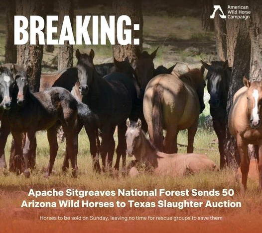 Apache Sitgreaves National Forest Sends 45 Arizona Wild Horses to Texas Slaughter Auction