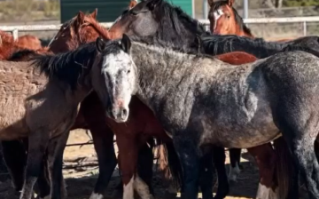 Our beloved beautiful ALPINE wild horses were just dropped at the Bowie kill auction!