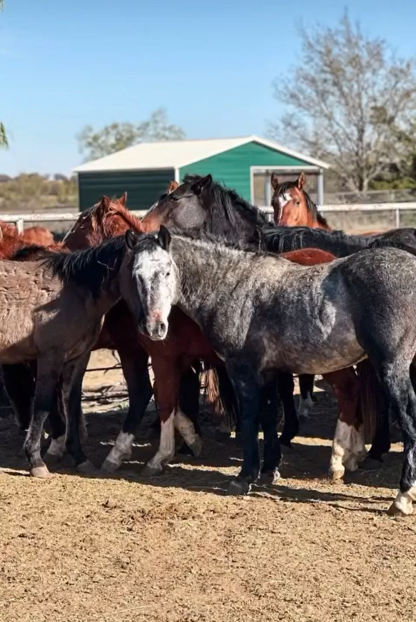 Our beloved beautiful ALPINE wild horses were just dropped at the Bowie kill auction!