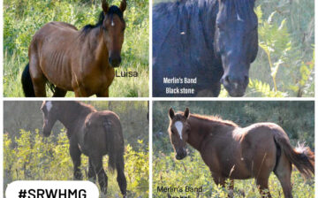 Meet Merlin’s band! Bowie Auction rescued Alpine’s!