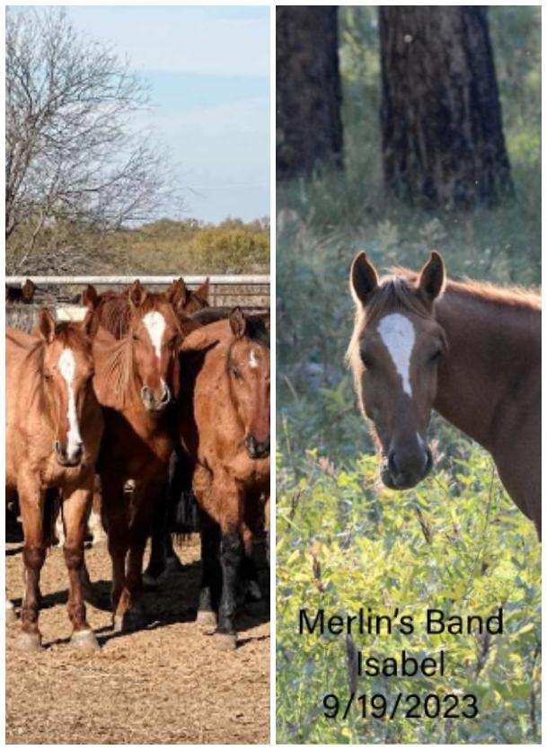 Contractor for the Forest Service sabotaged any attempt from us to save these horses