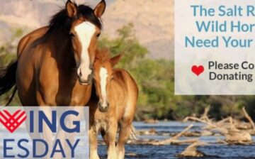 Managing wild horses for the public and by the public; here’s how we pull it off!