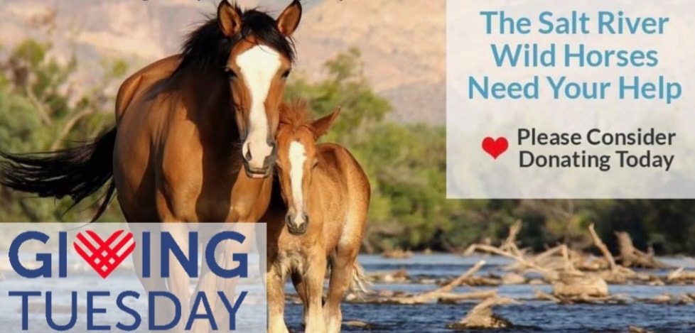 Managing wild horses for the public and by the public; here’s how we pull it off!
