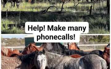 Apache Sitgreaves National Forest Sends 45 Arizona Wild Horses to be sold on Sunday