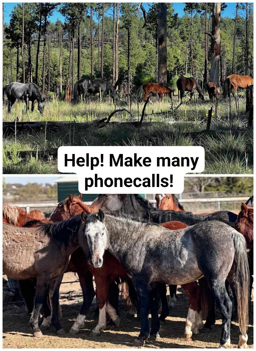 Apache Sitgreaves National Forest Sends 45 Arizona Wild Horses to be sold on Sunday