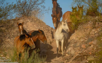 Meanwhile on the Salt River, these horses don’t know evil.