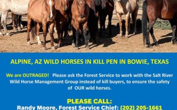 Tonto National Forest Successfully Defends Humane Treatment of Wild Horses While Apache Sitgreaves National Forest Blatantly Disregards It.