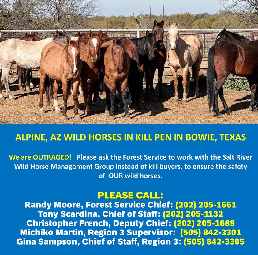 Tonto National Forest Successfully Defends Humane Treatment of Wild Horses While Apache Sitgreaves National Forest Blatantly Disregards It.