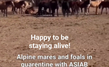 All 45 horses saved at the Bowie livestock auction are doing great!