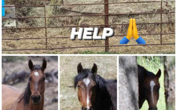S.O.S 📢ALARM!! ⚠️Rail Lazy Sends more Alpine horses to auction!