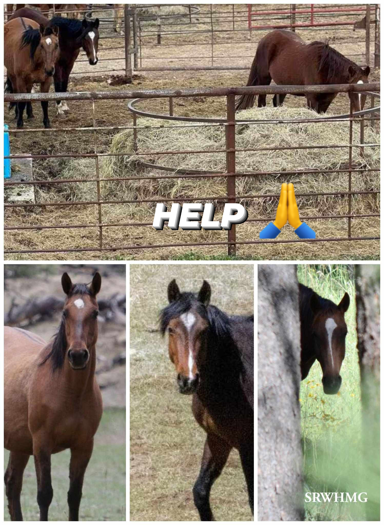 S.O.S 📢ALARM!! ⚠️Rail Lazy Sends more Alpine horses to auction!