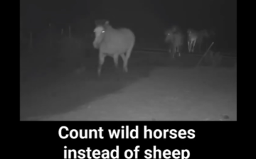 Counting horses, not sheep!