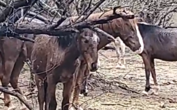 We were live streaming to show what wild horses do in the rain, and then…