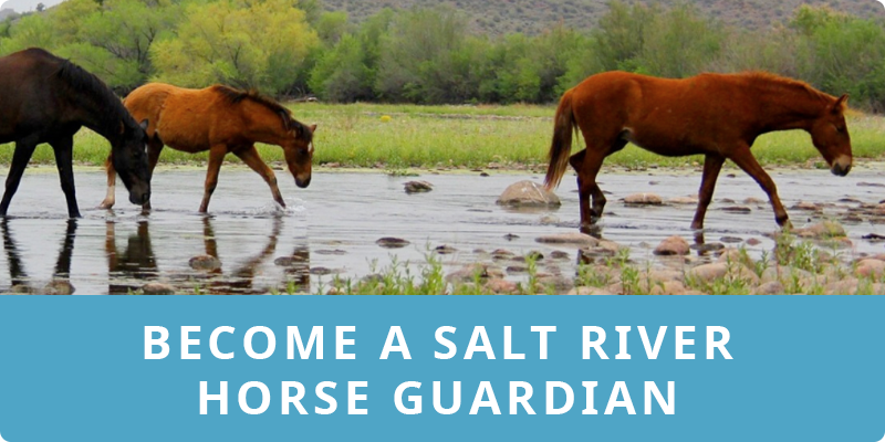 Become a Salt River Horse Guardian