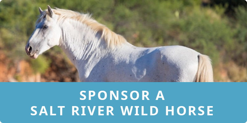 Sponsor a Salt River wild horse