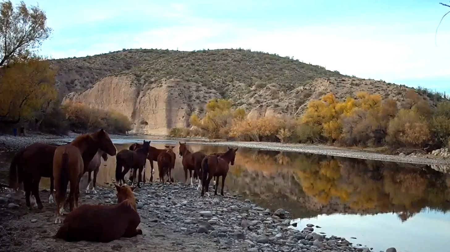 Salt River wild horses are slowly waking up waiting for the sun to rise.