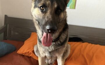 Help find a home! German Shepherd found in Phon D area