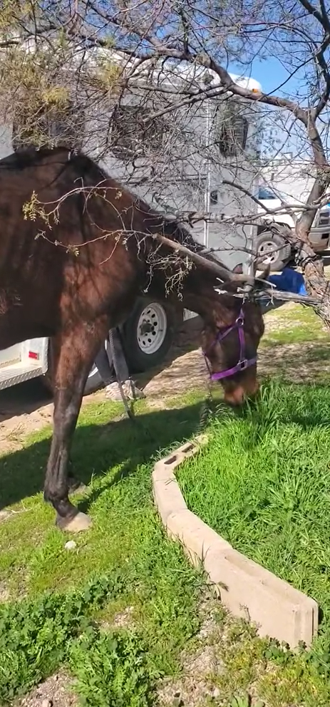 Update on the abandoned horse we rescued off of Bush Hwy last week.