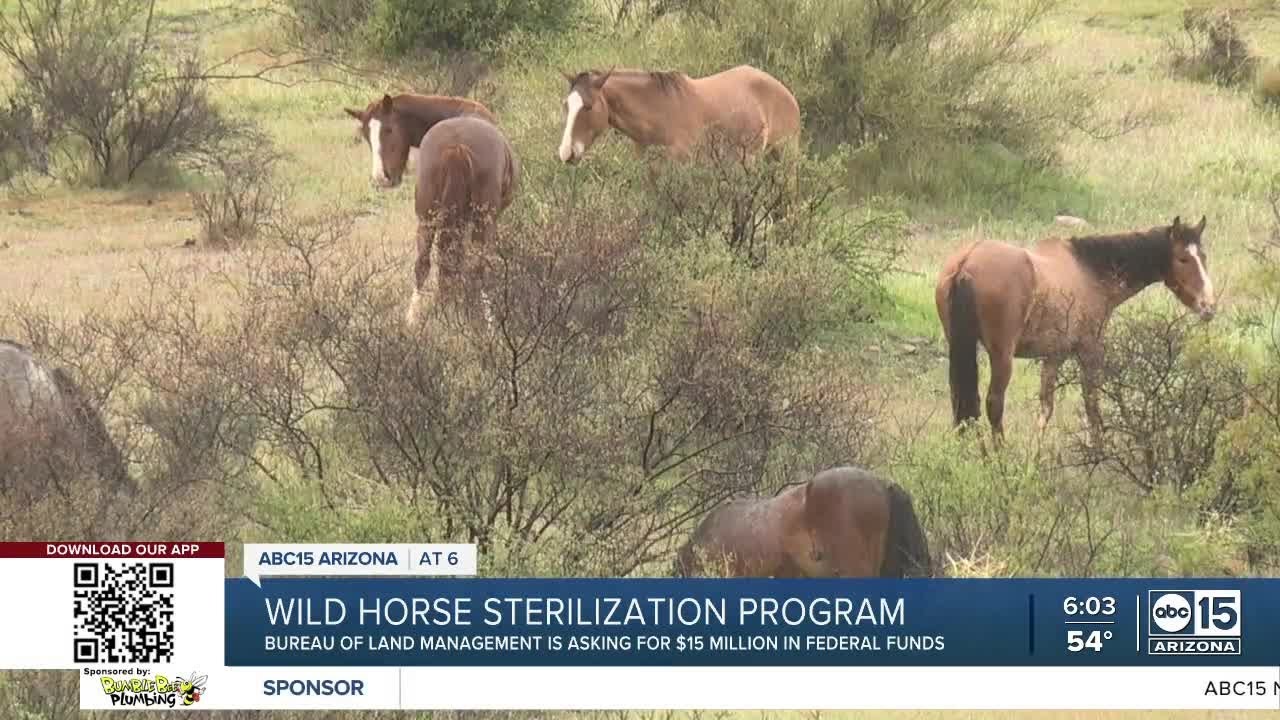 ABC15 Arizona:  Wild horse, burro advocates share concern over BLM population control plans