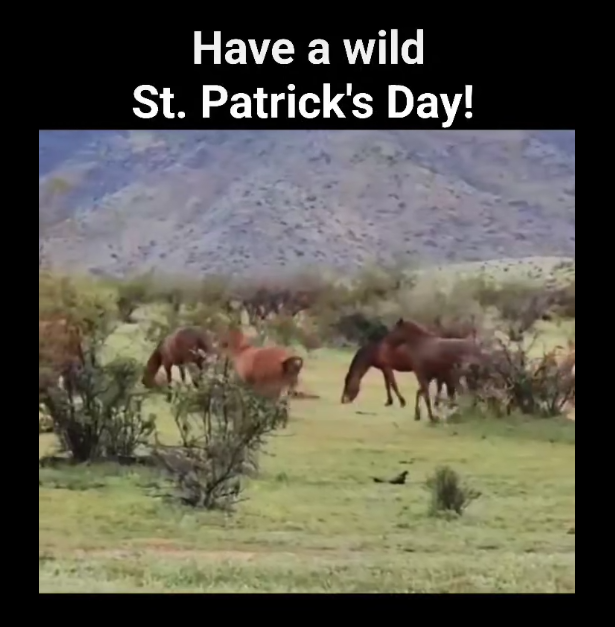 Have A Wild St Patrick’s Day!