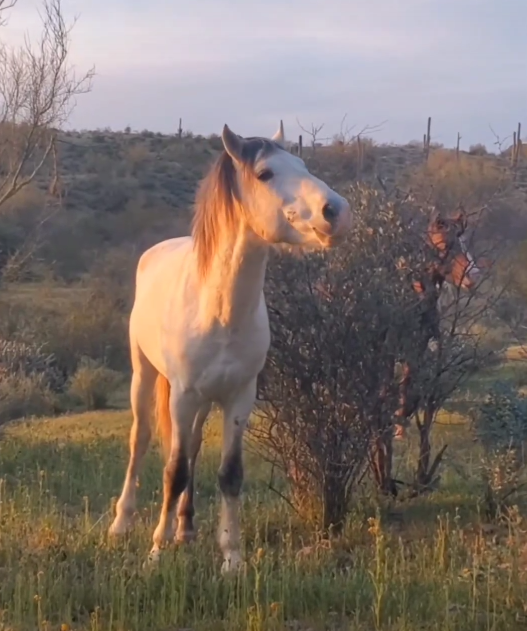 Counting our blessings; the Salt River wild horses.