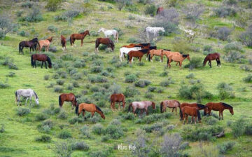 Have you seen the Tonto National Forest lately? Wild horses live symbiotically in it.