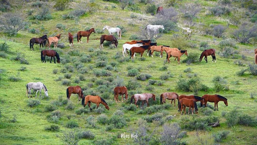 Have you seen the Tonto National Forest lately? Wild horses live symbiotically in it.