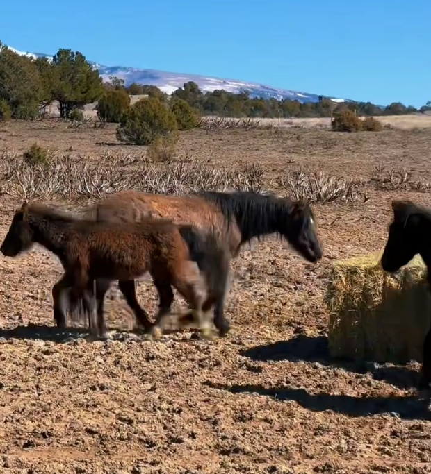 Update from Nirvana Mustang Sanctuary