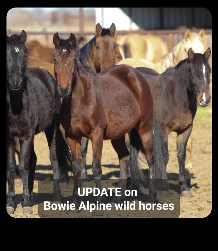 An official update on the Alpine wild horses.