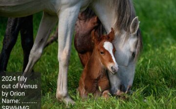 Venus’ and Orion’s filly has been named!