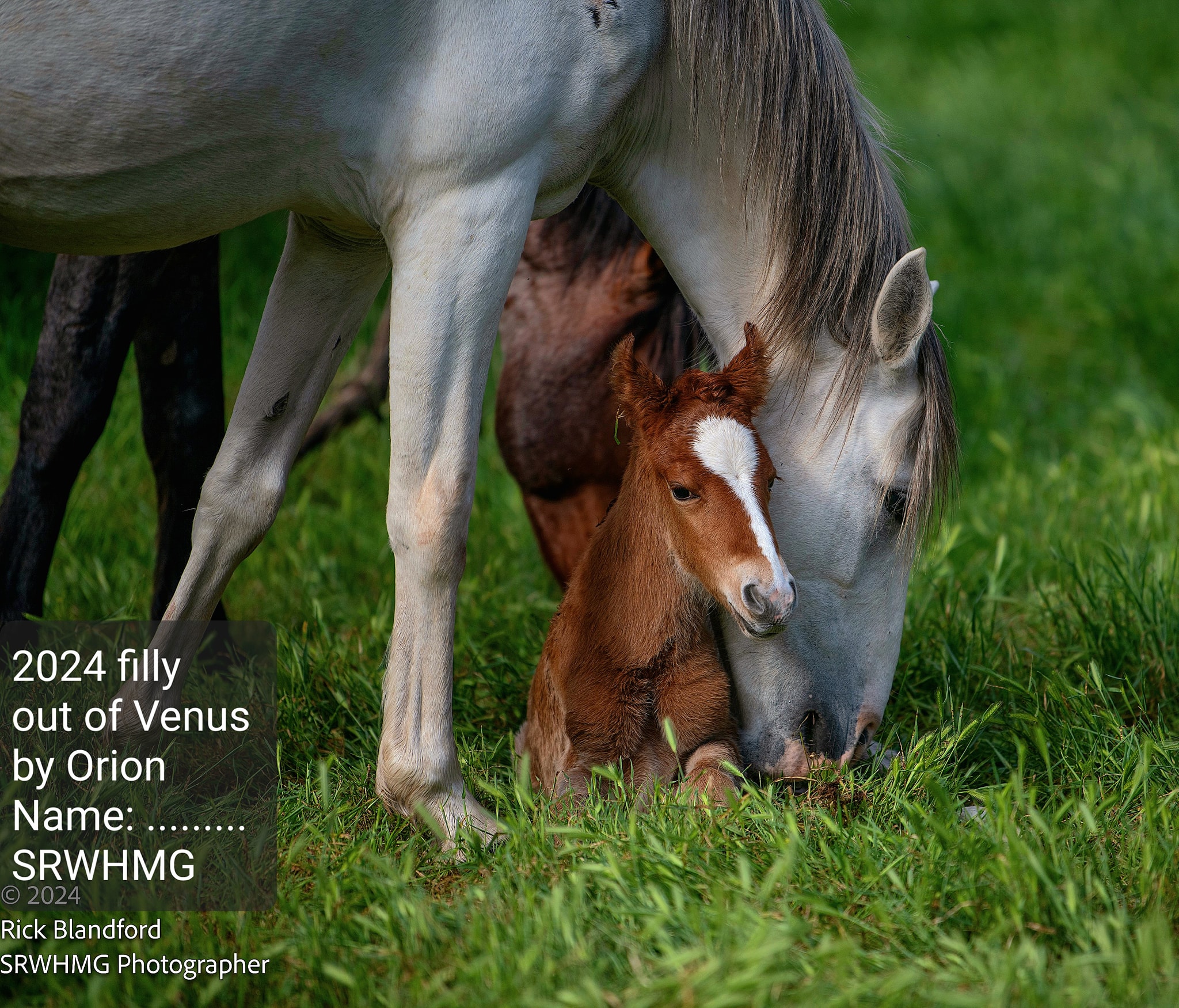 Venus’ and Orion’s filly has been named!