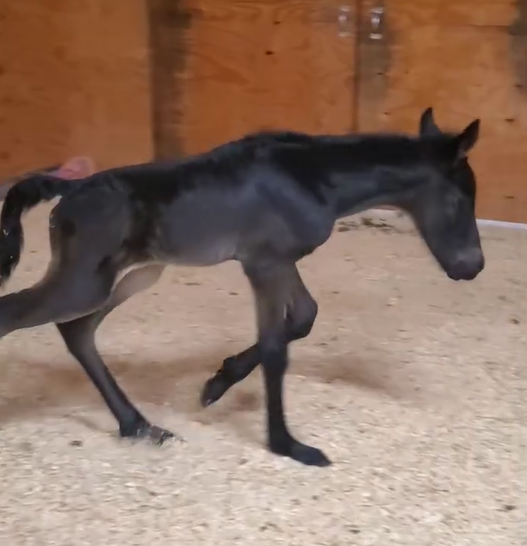 Our premie foal “Breyer” is doing MUCH better!