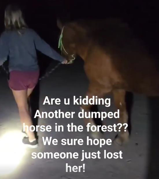 Another dumped horse in the Forest? We have no space!
