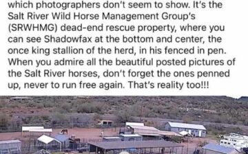 “Arizona Salt River Wild Horses” is NOT our page.