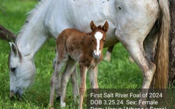 Introducing the first Salt River foal of 2024, a healthy filly, born on March 25th!