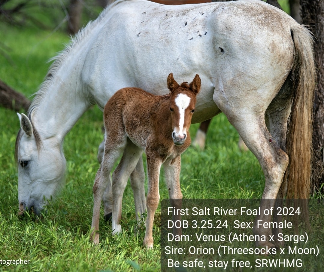 Introducing the first Salt River foal of 2024, a healthy filly, born on March 25th!