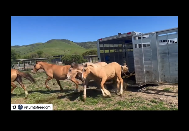 Update on the Alpine Horses from Return to Freedom!