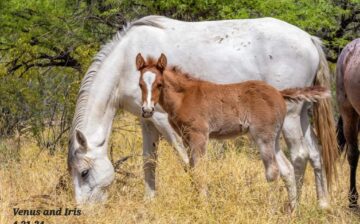 For Earth Day, let’s examine the claim that wild horses overgraze their habitats…