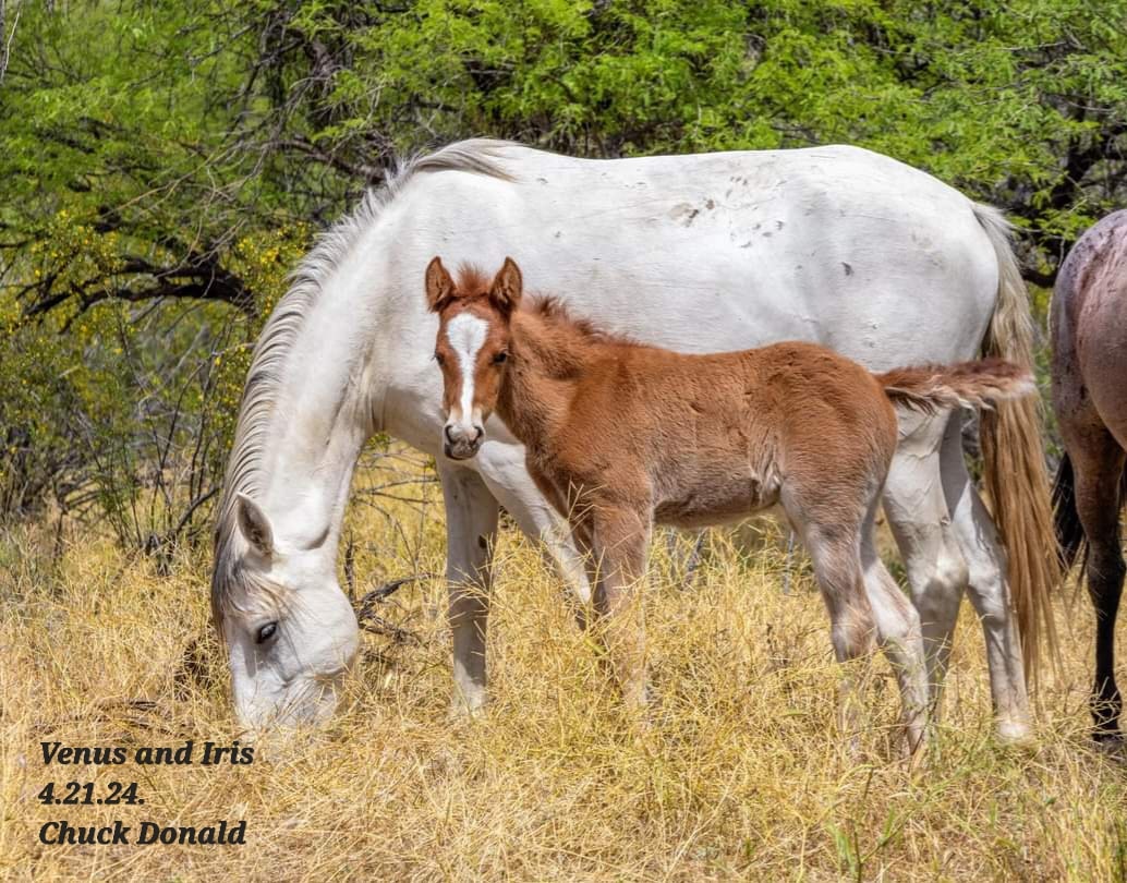 For Earth Day, let’s examine the claim that wild horses overgraze their habitats…