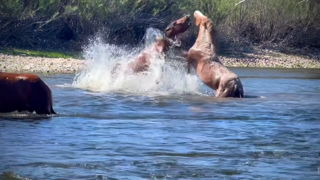 A HORSE WAS DOWN IN THE SALT RIVER… HERE'S WHAT WE DO NEXT 🐴