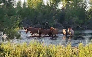 LIVE! From the beautiful Salt River with the spectacular Salt River wild horses.
