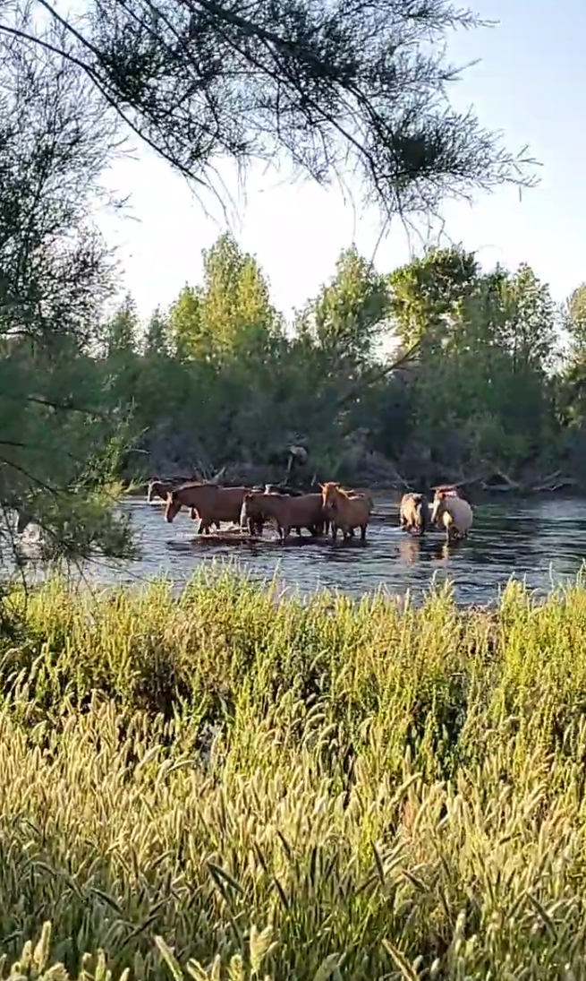 LIVE! From the beautiful Salt River with the spectacular Salt River wild horses.