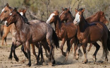 “We’re Salt River wild horses. Of course there’s a lawsuit about us.”