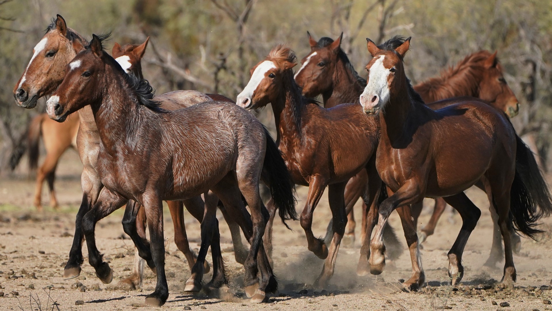 “We’re Salt River wild horses. Of course there’s a lawsuit about us.”